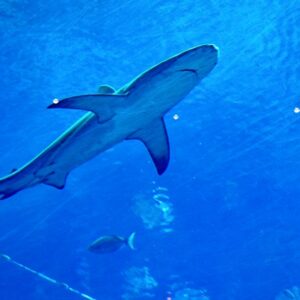 The Ultimate Wireshark Course